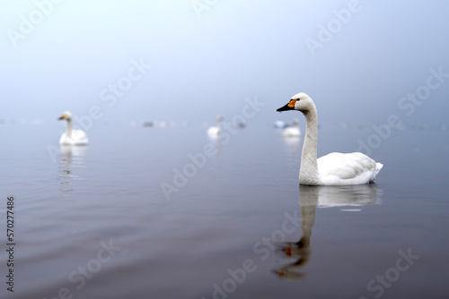 霧の中に湖面に佇む白鳥 © ogiyu