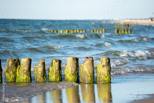 Old wooden breakwaters covered with green algae. Beach on the Baltic Sea. photo