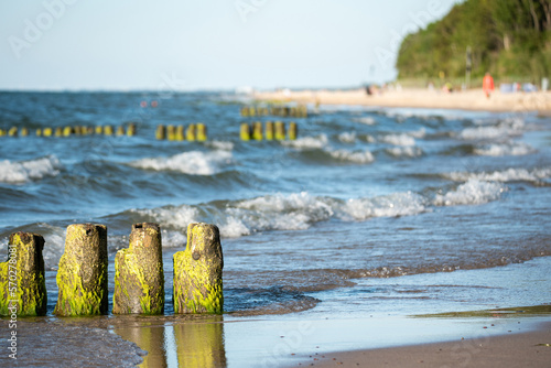 Old wooden breakwaters covered with green algae. Beach on the Baltic Sea. photo