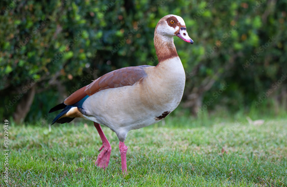 a close-up of a Nile goose (Alopochen aegyptiaca) on the ground a close-up of a Nile goose (Alopochen aegyptiaca) on the ground