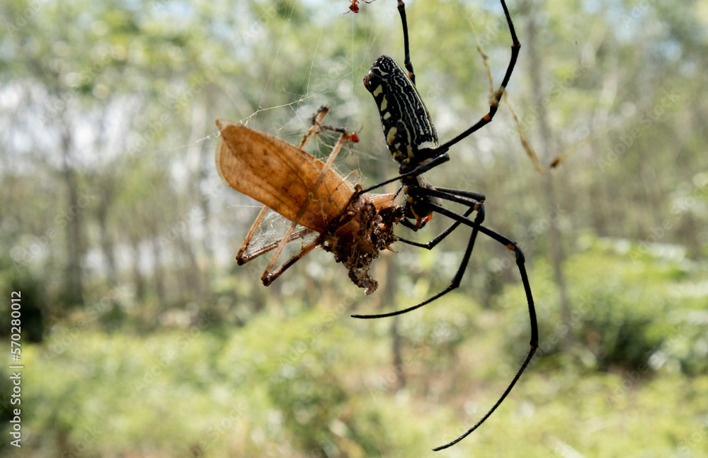 The spider is eating an insect trapped by the web. The spider is eating an insect trapped by the web.