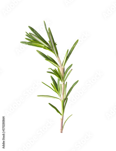 Rosemary isolated on transparent png