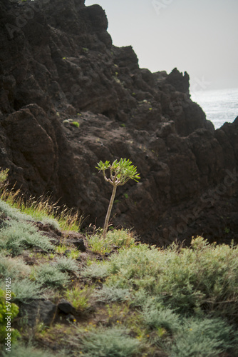 tabaiba on rock