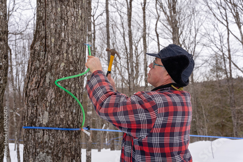 Tapping maple tree or maple tree tapping using modern plastic tubing to collect sap in a sugarbush located in Quebec, Canada. 