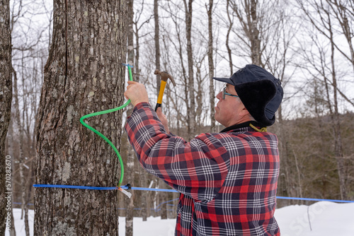 Tapping maple tree or maple tree tapping using modern plastic tubing to collect sap in a sugarbush located in Quebec, Canada.  photo
