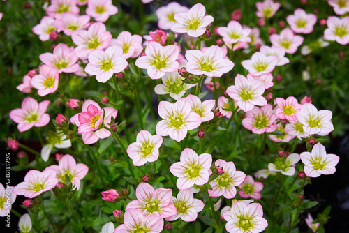 Saxifraga small white flowers, Saxifraga arendsii Adebar Saxifragaceae family perennial flowering plant