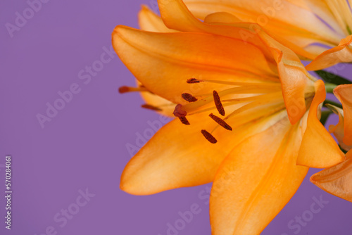 A bouquet of orange lilies isolated on purple background.