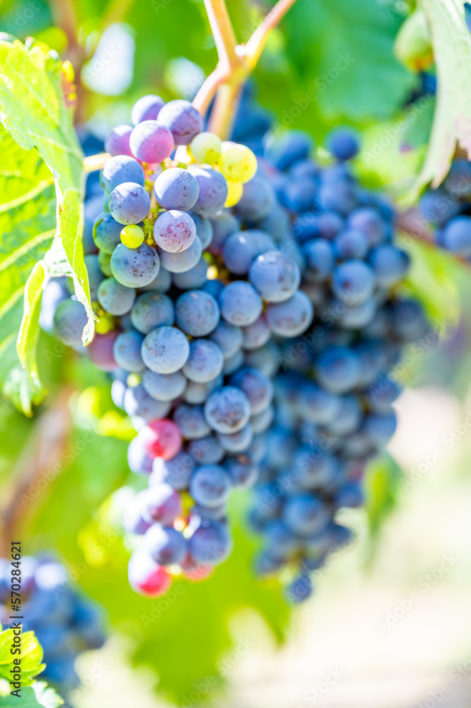 Close-up blue wine grapes hang on a vine plant in a wine country during autumn, green leafs around the grapes Close-up blue wine grapes hang on a vine plant in a wine country during autumn, green leafs around the grapes