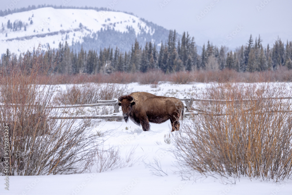 snowy faced bison in winter in Wyoming