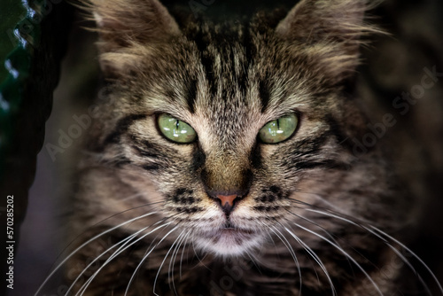 Selective blur on a determined stray tabby cat, looking and staring at the camera with its green eyes in the streets of Istanbul, Turkey, known for its street stray cat population. .
