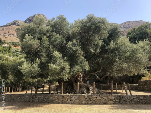 Canvas Print The oldest Olive tree in the world with an approximate age of four thousand years