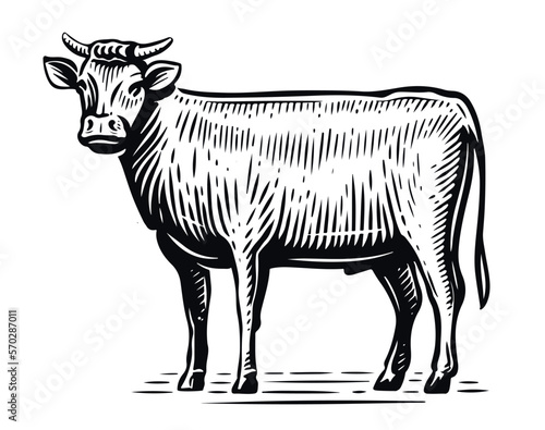 Bull standing in full length, side view in sketch style. Hand drawn farm animal vintage vector illustration