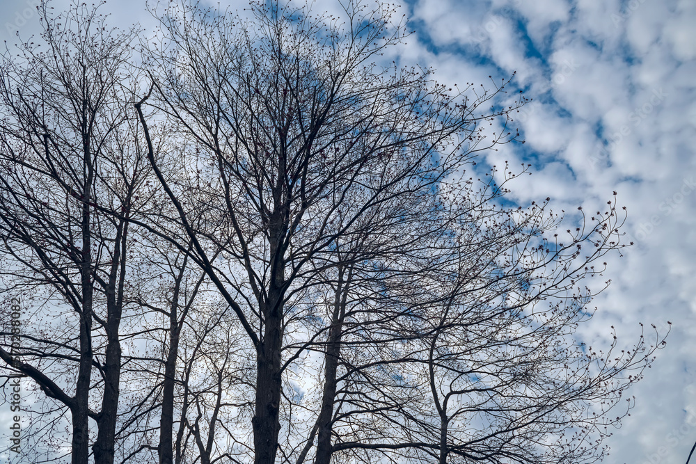 Silhouettes of trees against the background of a cloudy sky in the spring season. Silhouettes of trees against the background of a cloudy sky in the spring season.