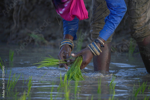 indian senior lady working in a ricefield, planting rice on rice field, women working in rice field, farmers planting, rice planting, person walking in the grass