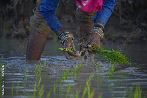 indian senior lady working in a ricefield, planting rice on rice field, women working in rice field, farmers planting, rice planting, person walking in the grass