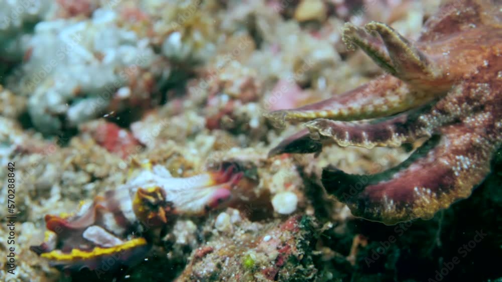Metasepia is paired head to head. Male deposits part of sperm through tentacle into special cavity in mantle of female. Mating happens very quickly. Male quickly deposits sperm and quickly leaves, Metasepia is paired head to head. Male deposits part of sperm through tentacle into special cavity in mantle of female. Mating happens very quickly. Male quickly deposits sperm and quickly leaves,