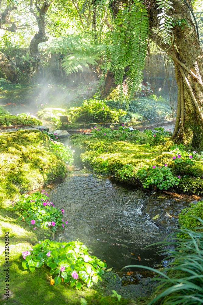 The Beautiful spring moss and fern in the garden under big trees, Chiang Mai, Thailand The Beautiful spring moss and fern in the garden under big trees, Chiang Mai, Thailand
