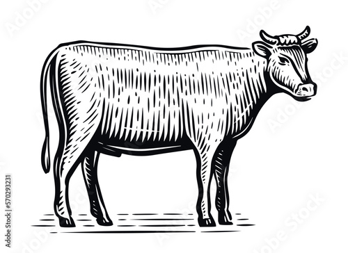 Farm animal sketch. Hand drawn Bull, standing full-length in front of white background. Vector illustration