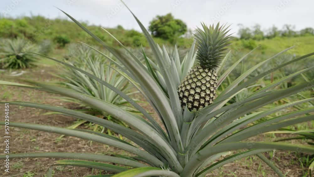Pineapple fruit on plant. Healthy tropical food production Pineapple fruit on plant. Healthy tropical food production