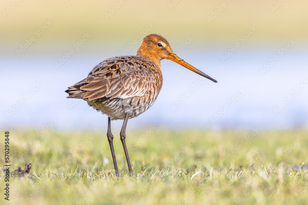 Black Tailed Godwit with Bright Background Black Tailed Godwit with Bright Background
