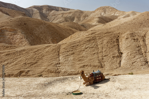 Israel - Westjordanland - geschmücktes Kamel photo