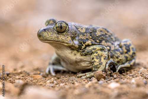 Eastern spadefoot toad in natural habitat photo