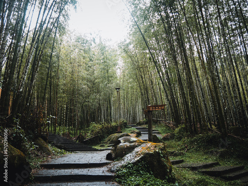 Bamboo Forest at Xitou Nature Education Area in Nantou County  Taiwan.