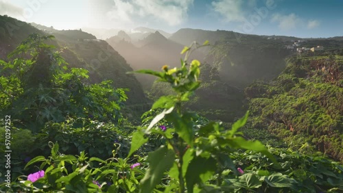 Nature of Canary islands. Gimbal sunset shot of lush greenery and flowers of the Canarian island of La Palma. Camera moves along green bushes with purple flowers, mountains at sunset in the background photo
