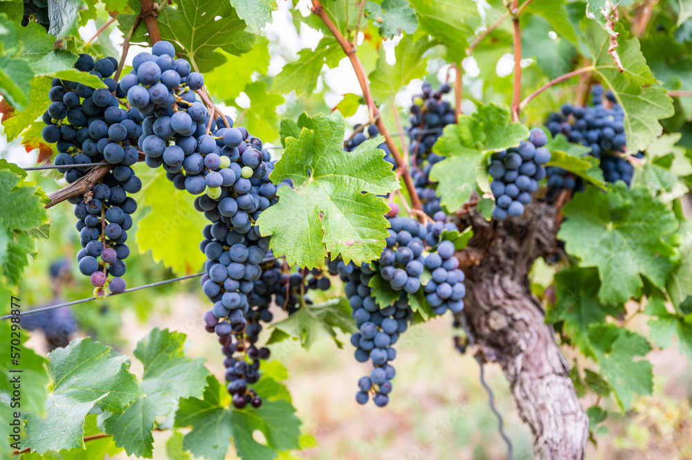 Close-up blue wine grapes hang on a vine plant in a wine country during autumn, green leafs around the grapes