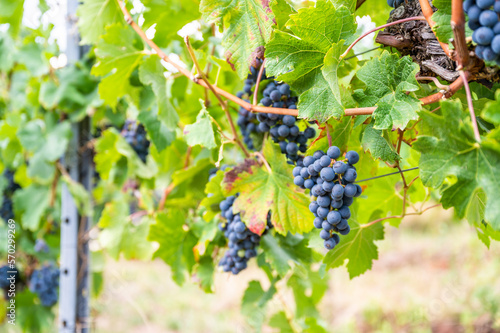 Close-up blue wine grapes hang on a vine plant in a wine country during autumn, green leafs around the grapes