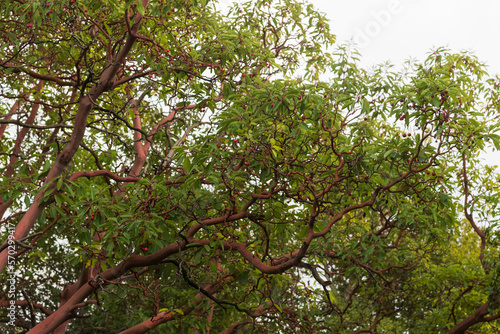 Fotografi Trunk of arbutus tree with its peeling pink bark