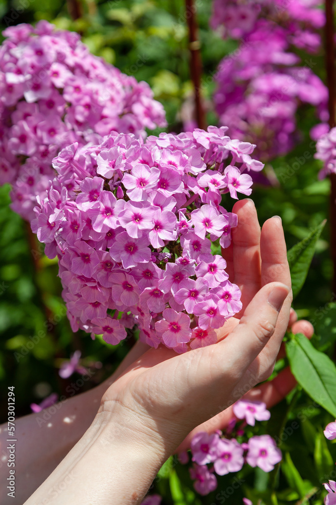 Pink phlox flowers on green background.... Pink phlox flowers on green background....