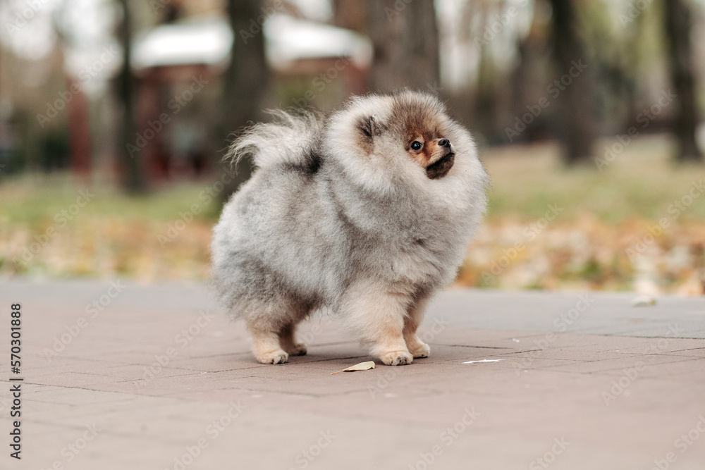 Walking with a young Pomeranian in the park.
