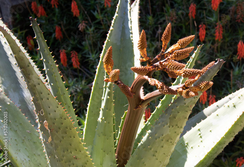 plante grasse, australienne photo