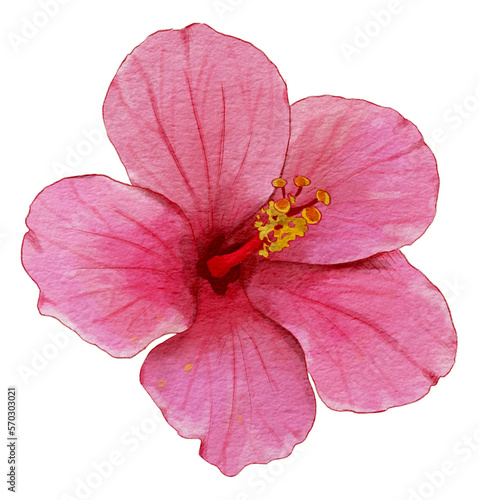 Hibiscus flower watercolor illustration, watercolor element.