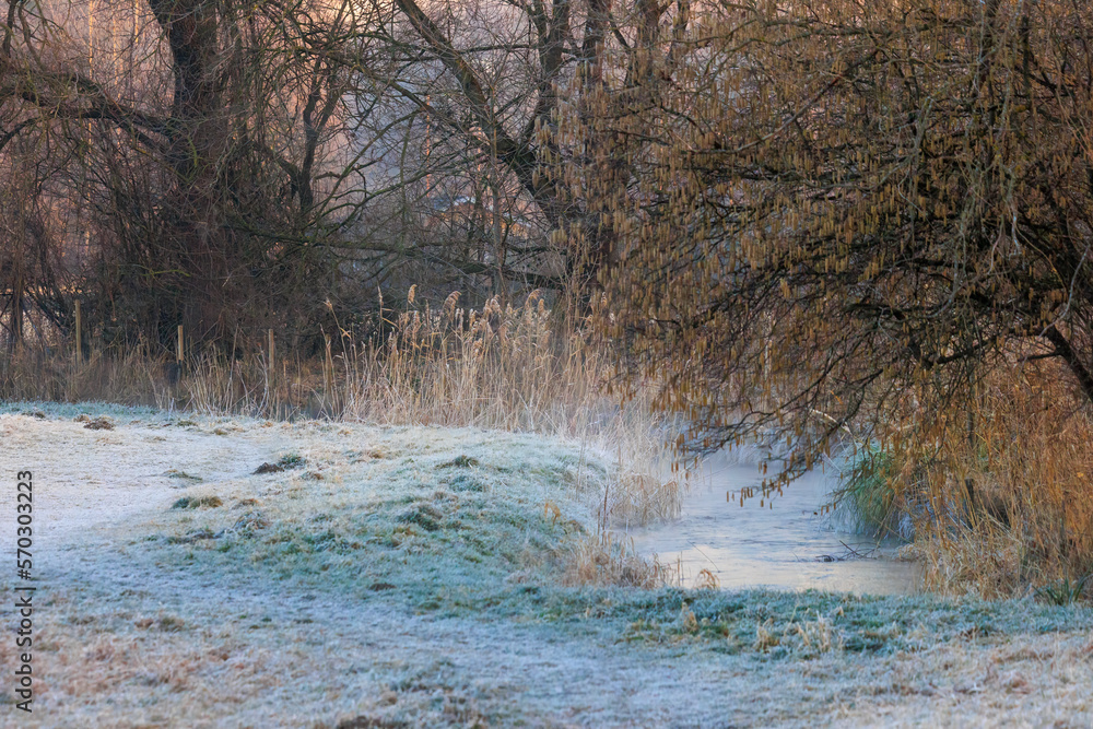 A stream with reeds on the bank meanders in Siebenbrunn near Augsburg through a frost covered meadow A stream with reeds on the bank meanders in Siebenbrunn near Augsburg through a frost covered meadow