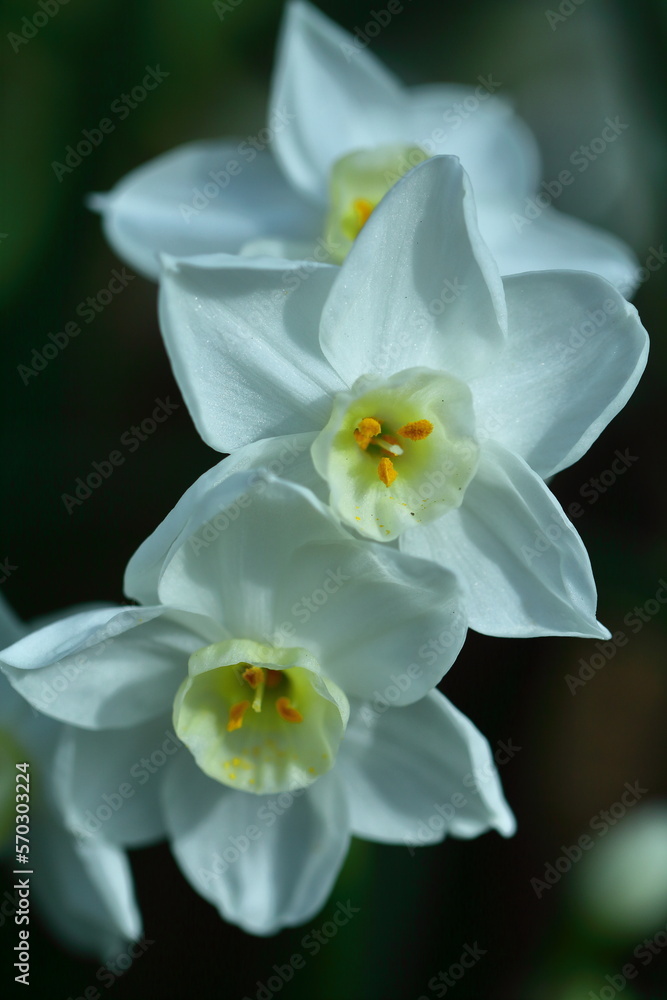 Fototapeta premium 香り漂う冬の花