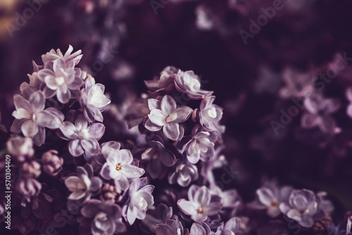 Beautiful lilac flowers background. Spring blossom. Purple lilac flower on bush. Bouquet of purple flowers, shallow depth of field. Happy Mother's Day greetings card. Copy space.