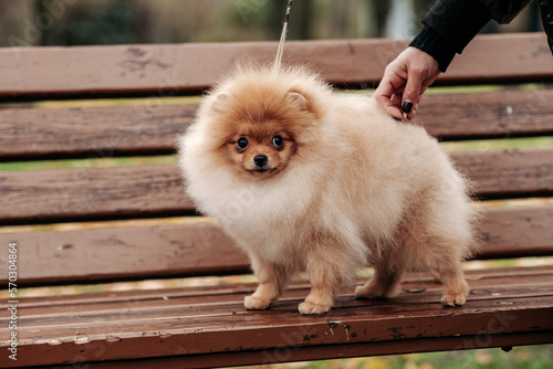 Walk in the park with a Pomeranian puppy in autumn. A cute red Pomeranian puppy is standing on a bench in the park. Pomeranian care.