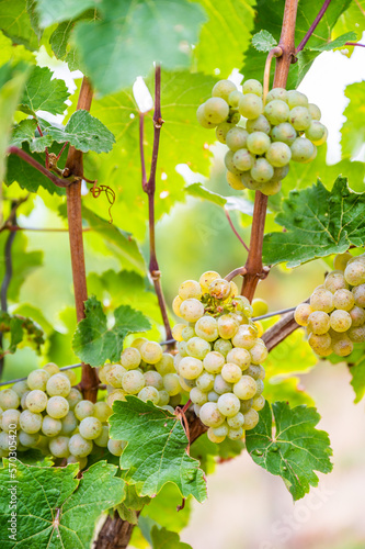 Wallpaper Mural Close-up bright yellow wine grapes hang on a vine plant in a wine country during autumn, green leafs around the grapes Torontodigital.ca