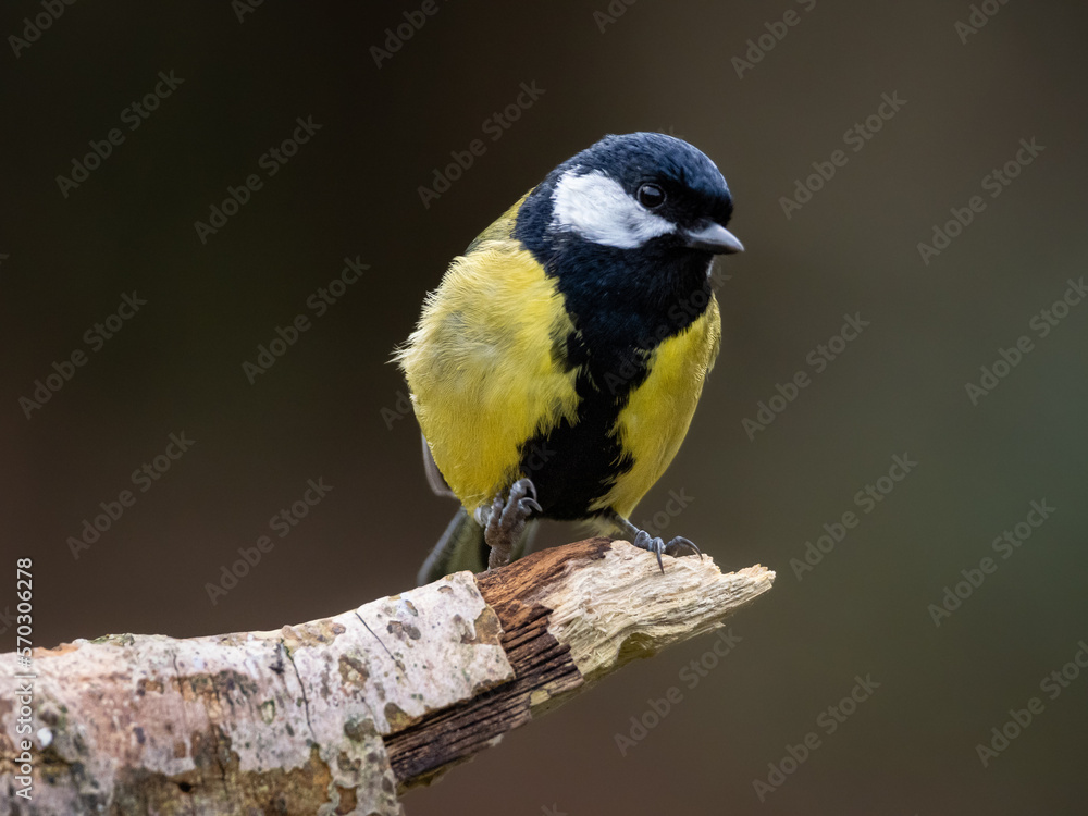 Obraz premium A front view of a Great Tit perched on a branch with it's head turned to the right, against a plain brown background which has copy space.