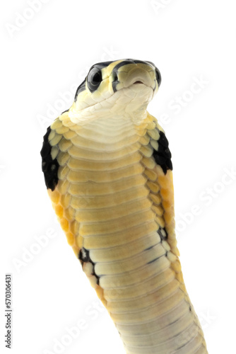 Baby king cobra closeup head on isolated background, King kobra snake "ophiopahus hannah" closeup head