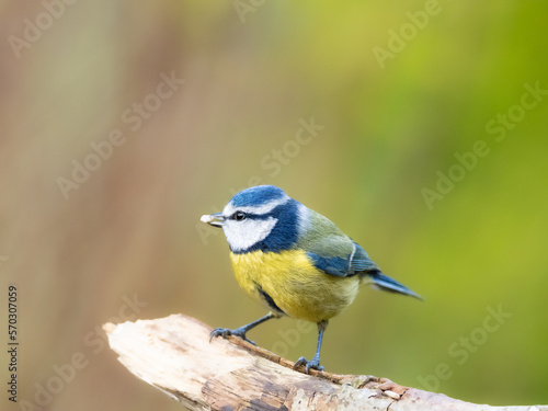 A blue tit perched on a branch with a sunflower heart in its beak with copy space above