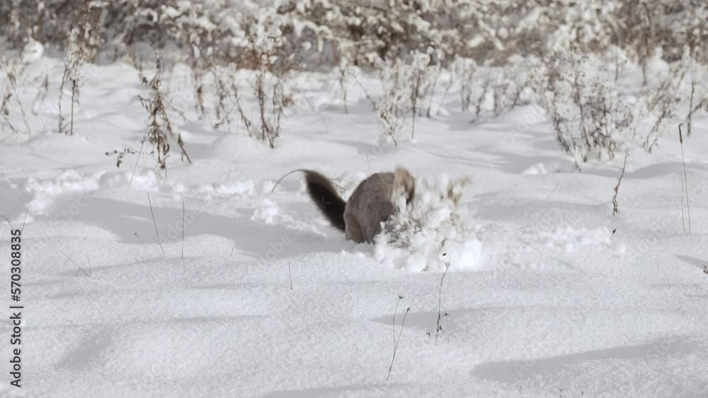 Funny spotted dog in the snow Happy Shelter dog running High quality Slow motion Funny spotted dog in the snow Happy Shelter dog running High quality Slow motion