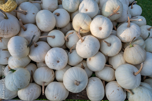 Lots of small white pumpkins ornamental gourds in a wooden box for sale at a farm  high angle view