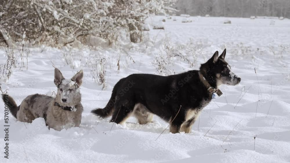 Two shelter dogs wander through a snowy field. Slow motion. Two shelter dogs wander through a snowy field. Slow motion.
