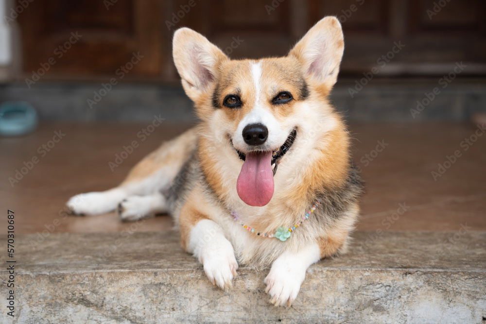 Close up corgi dog smile in summer sunny day Close up corgi dog smile in summer sunny day