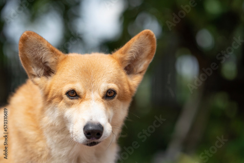 Fototapeta Naklejka Na Ścianę i Meble -  Close up corgi dog on the grass in summer sunny day