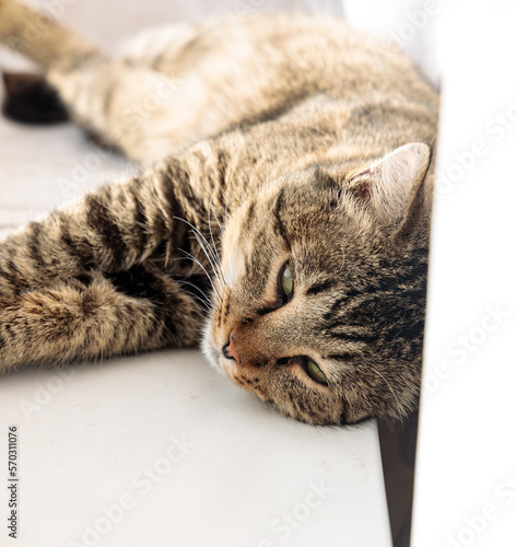 portrait of a beautiful cat striped colors of autumn foliage
