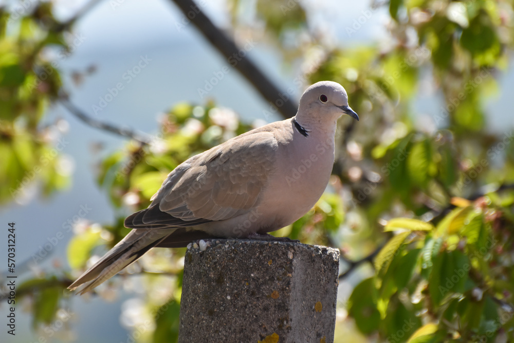Eurasian Collared-Dove (Streptopelia decaocto) Eurasian Collared-Dove (Streptopelia decaocto)